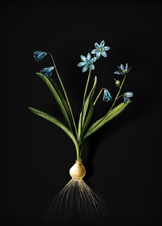 Scilla Amoena