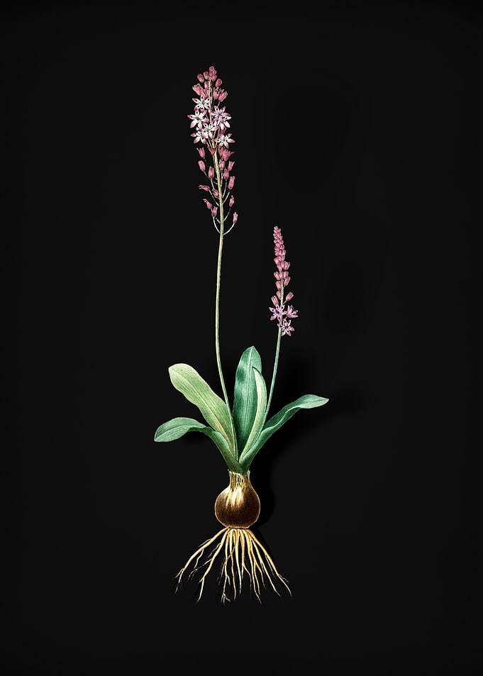 Scilla Obtusifolia