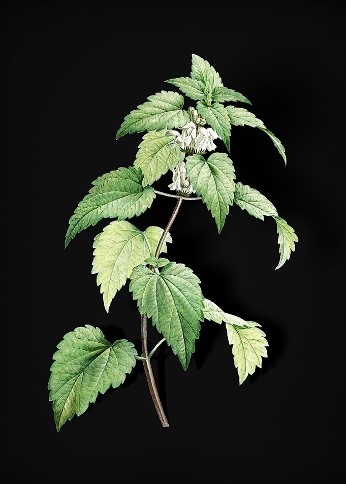 White Dead Nettle Plant