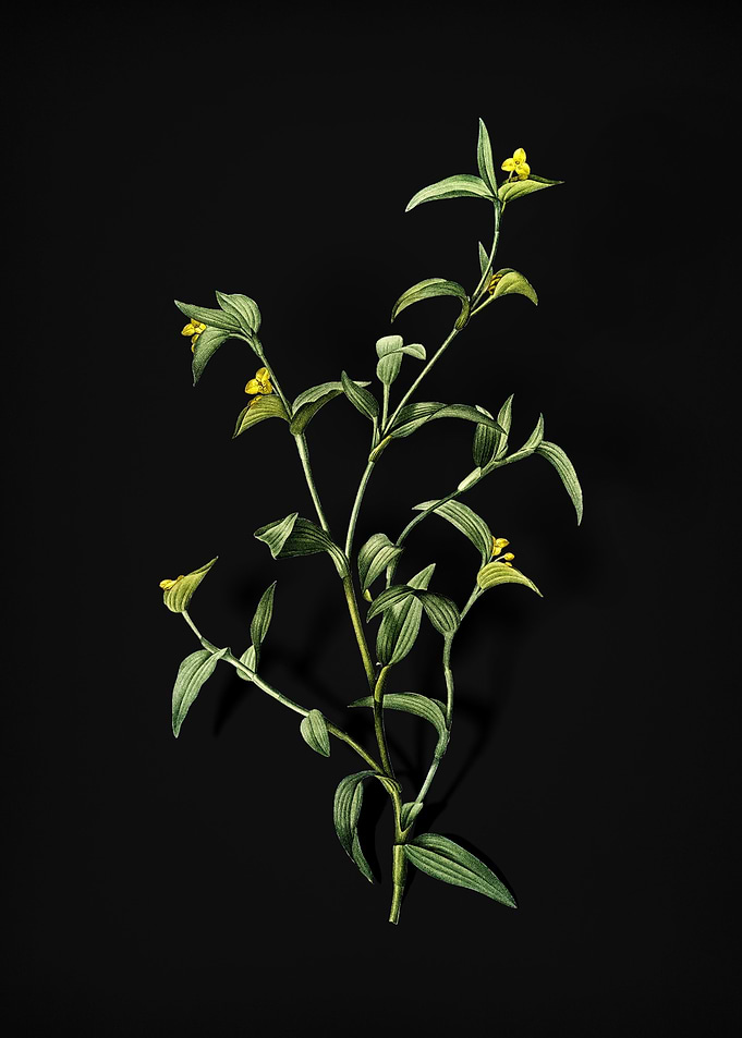 Commelina Africana