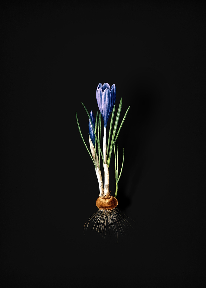 Vintage Spring Crocus