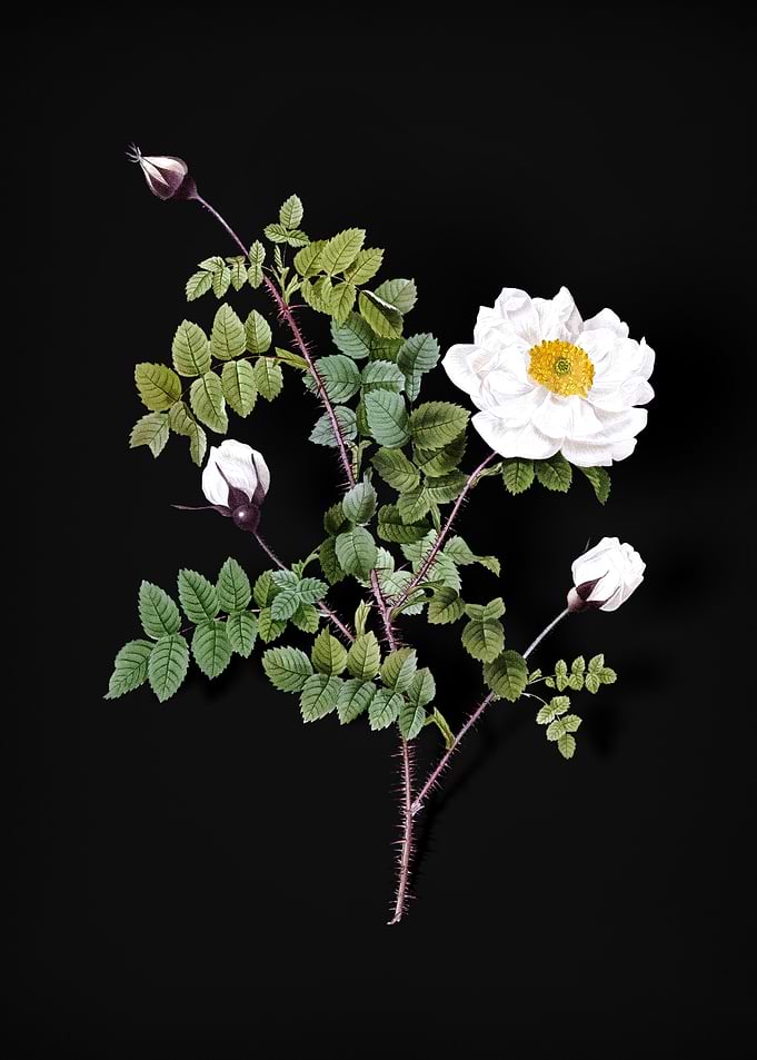 Vintage White Burnet Roses