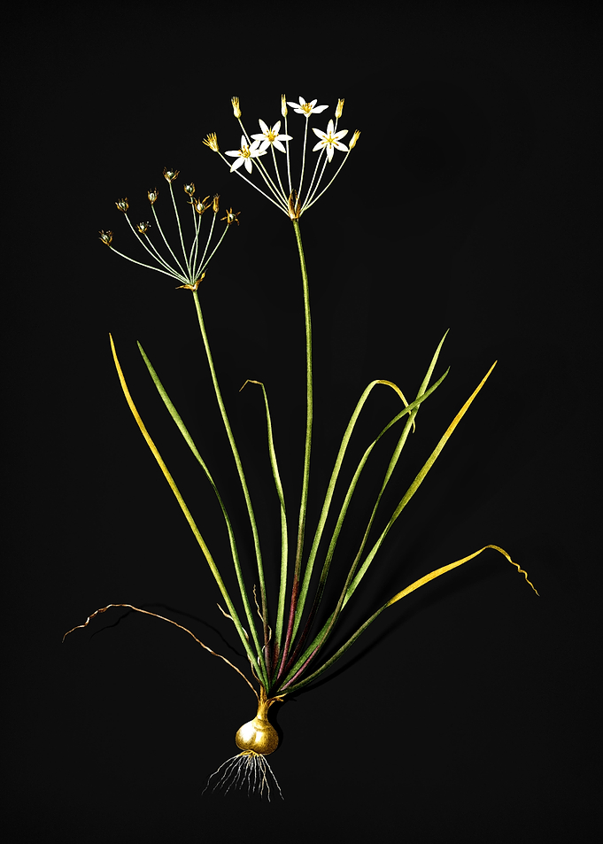 Vintage Allium Straitum