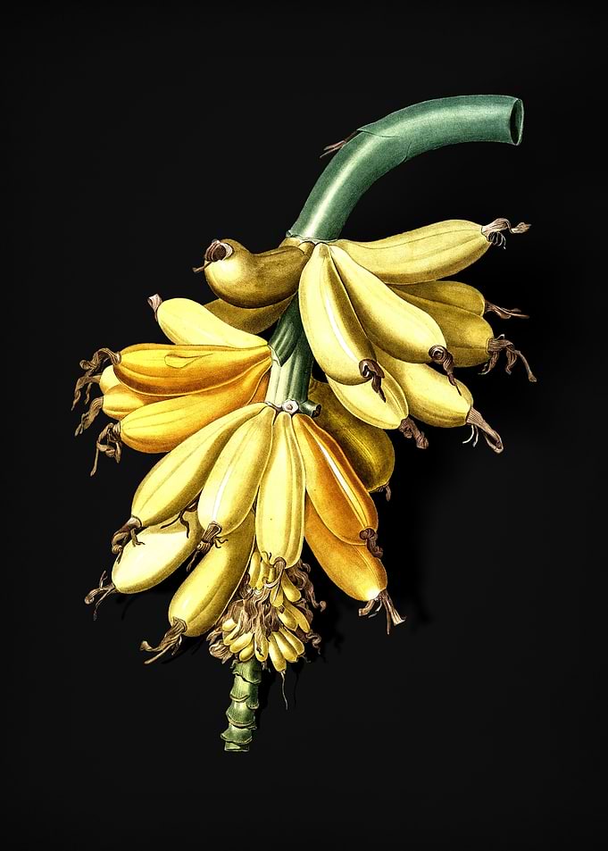 Vintage Banana
