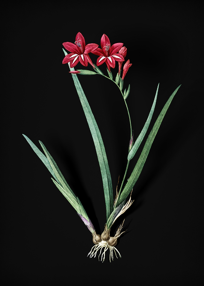 Gladiolus Cardinalis