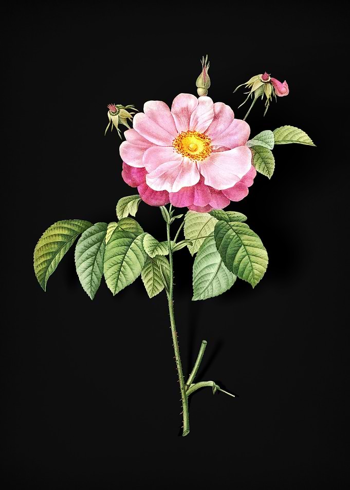 Speckled Provins Rose