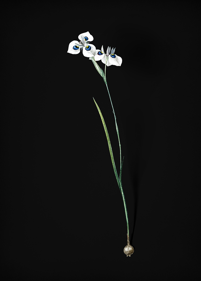 Vieusseuxia Glaucopis