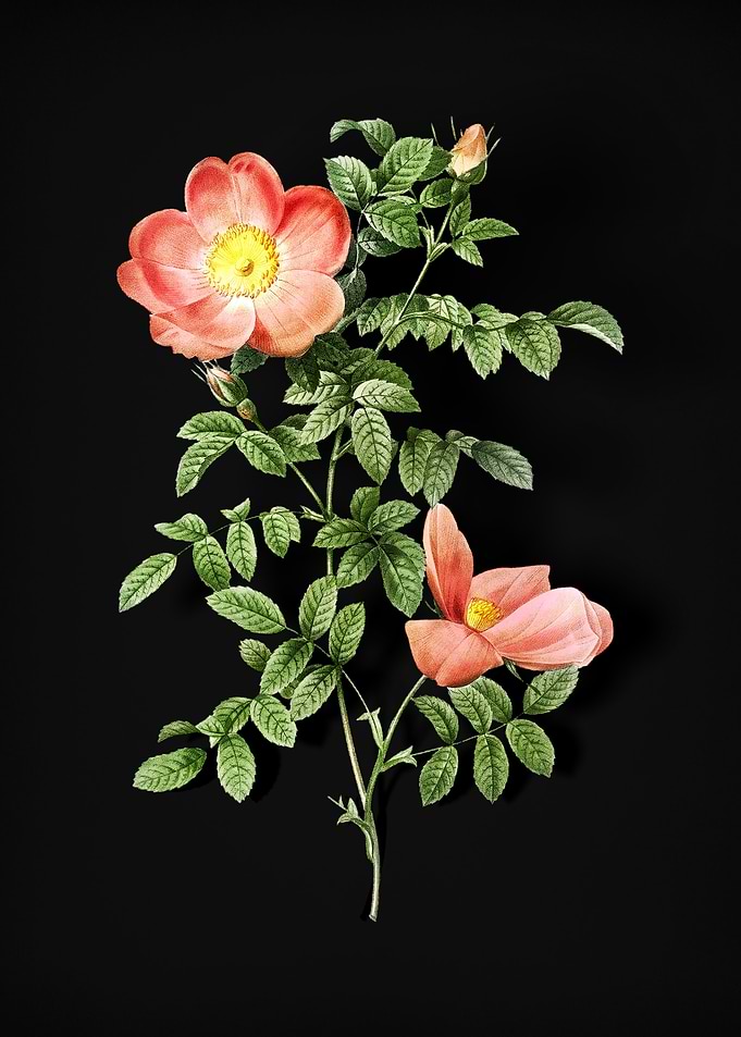 Red Sweetbriar Rose