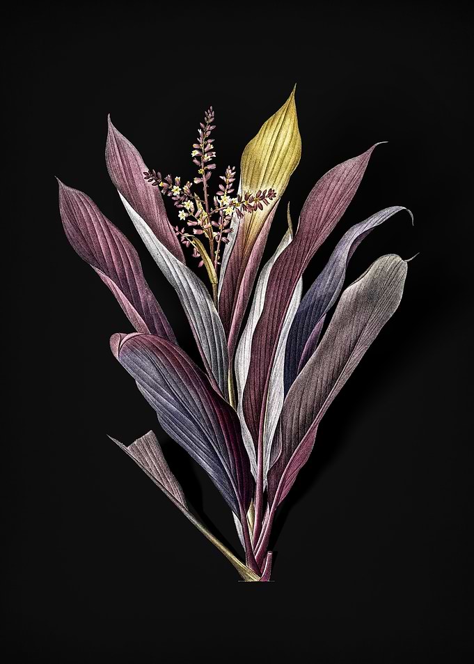 Cordyline Fruticosa