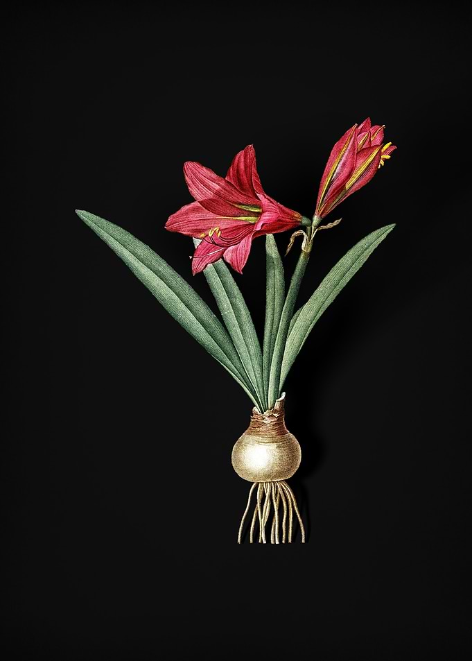 Vintage Hippeastrum