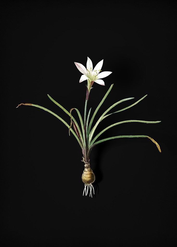 Rain Lily