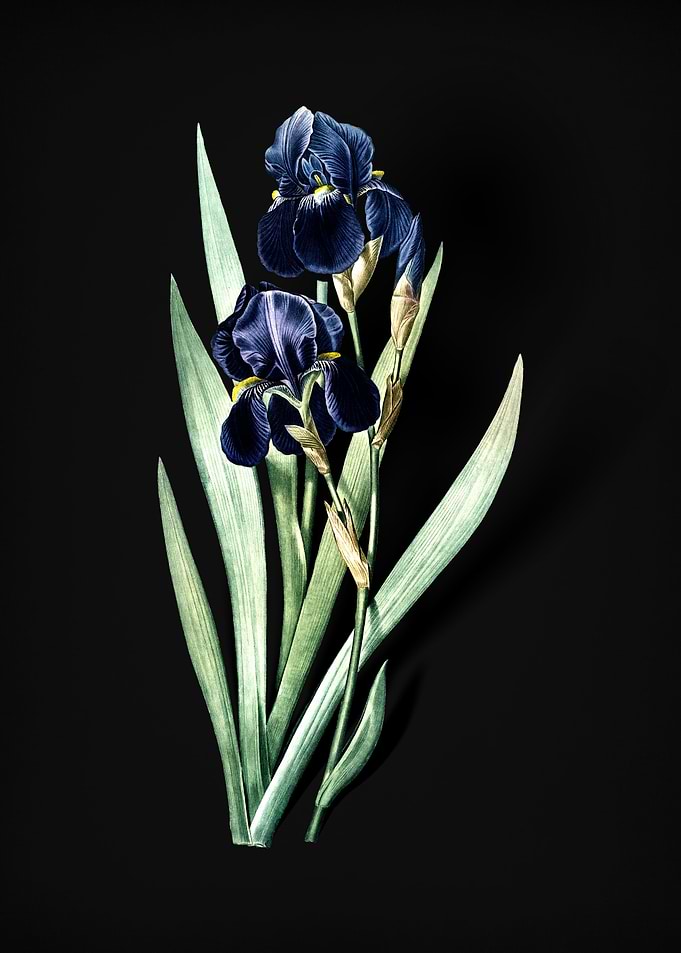 Vintage German Iris