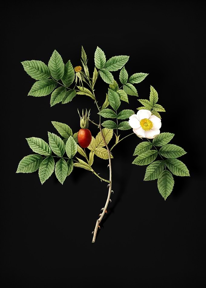 Mountain Rose Bloom