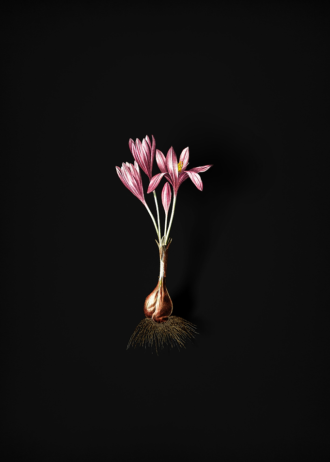 Vintage Autumn Crocus