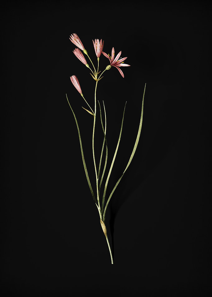 Vintage Amaryllis Montana