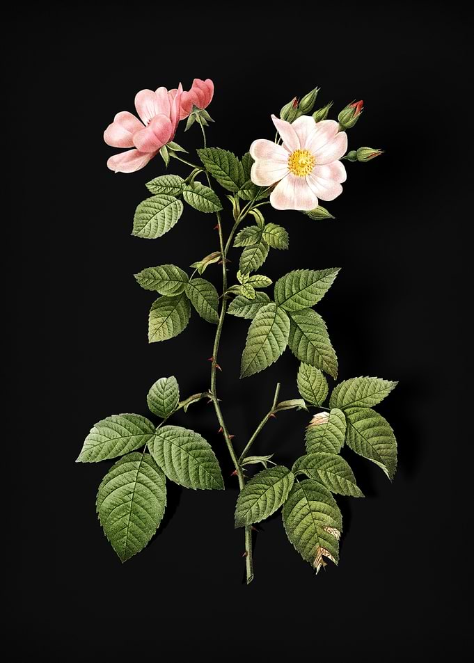 Red Bramble Leaved Rose
