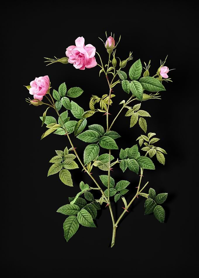 Pink Flowering Rosebush