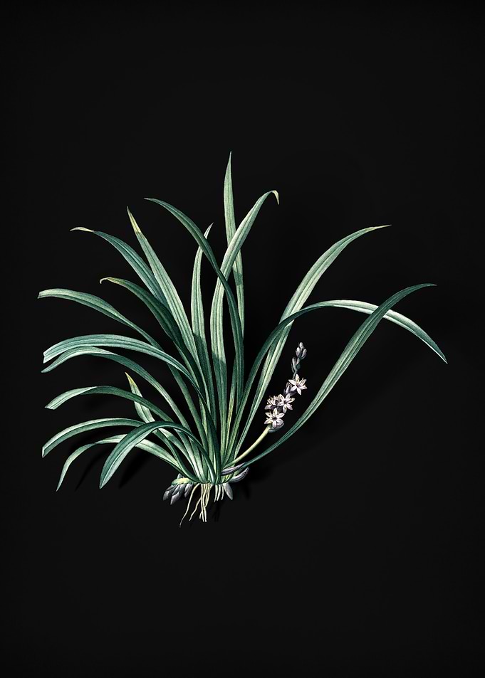 Sansevieria Carnea
