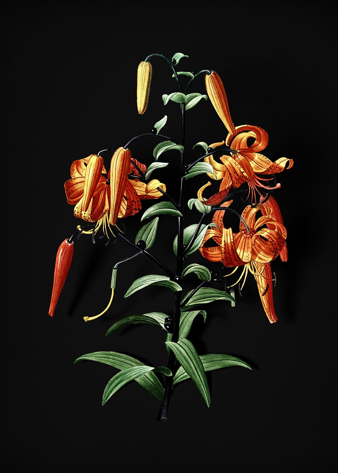 Vintage Tiger Lily