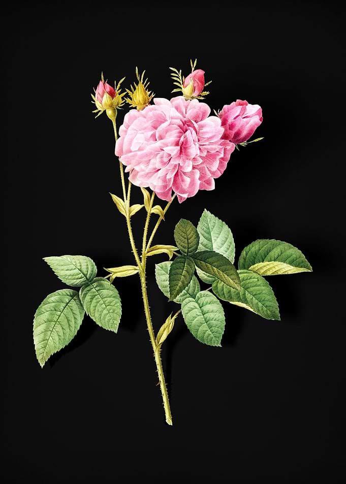 Pink Agatha Rose
