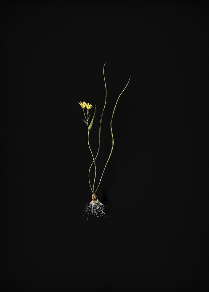 Ornithogalum Spathaceum