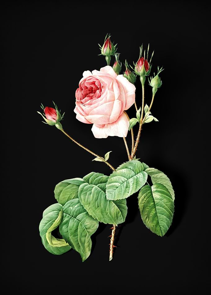 Blooming Cabbage Rose