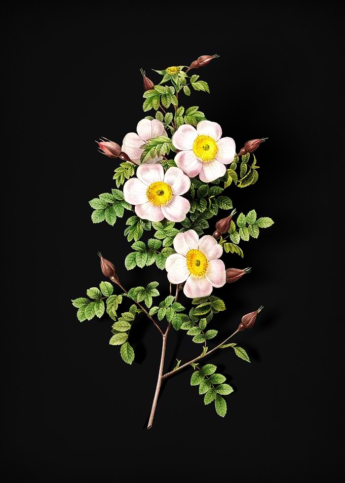 Thornless Burnet Rose