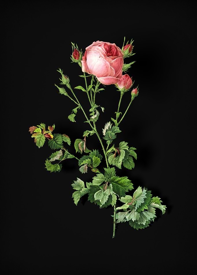 Celery Leaved Cabbage Rose