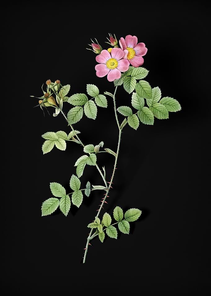 Pink Sweetbriar Roses