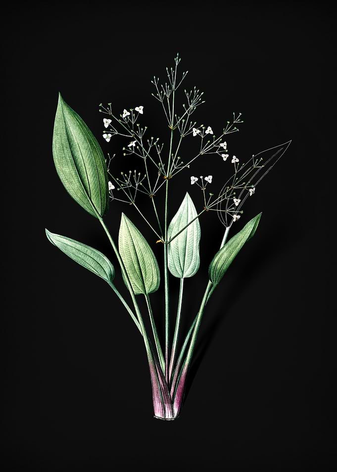 European Water Plantain