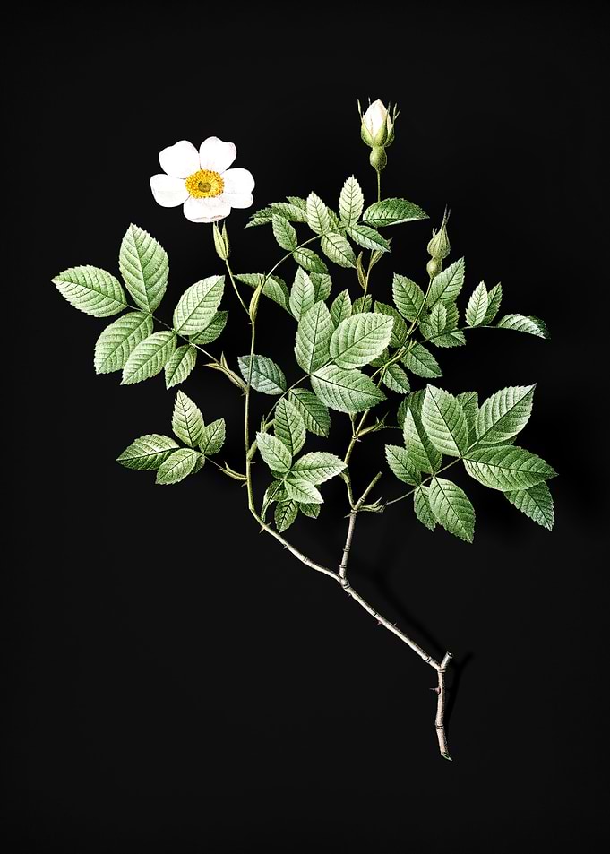 Vintage Rosebush