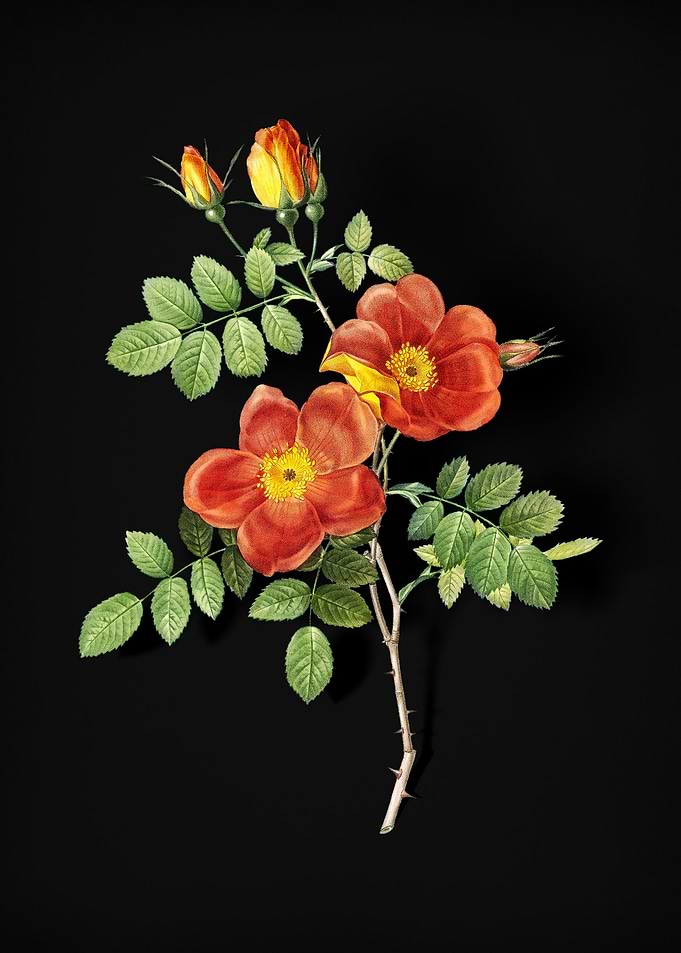 Austrian Briar Rose