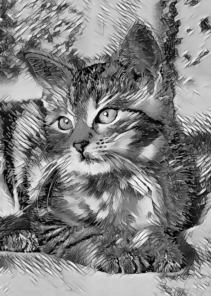AnimalArtBW Cat 002