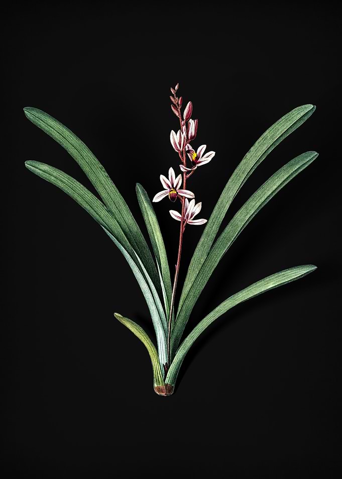Vintage Boat Orchid