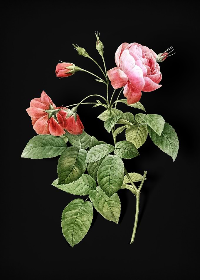 Pink Boursault Rose