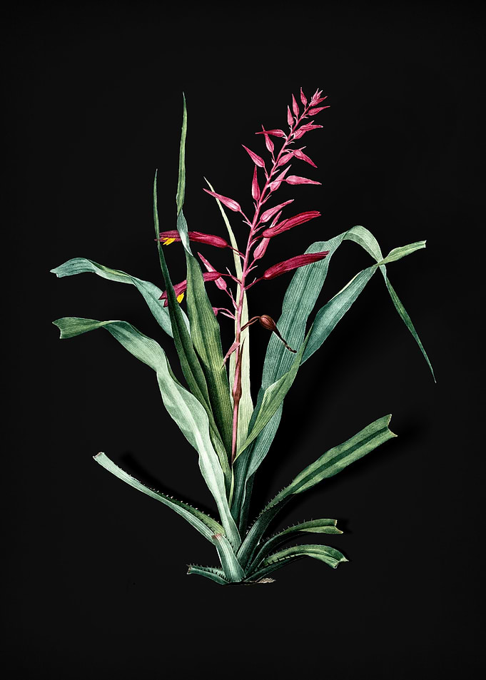 Pitcairnia Bromeliaefolia