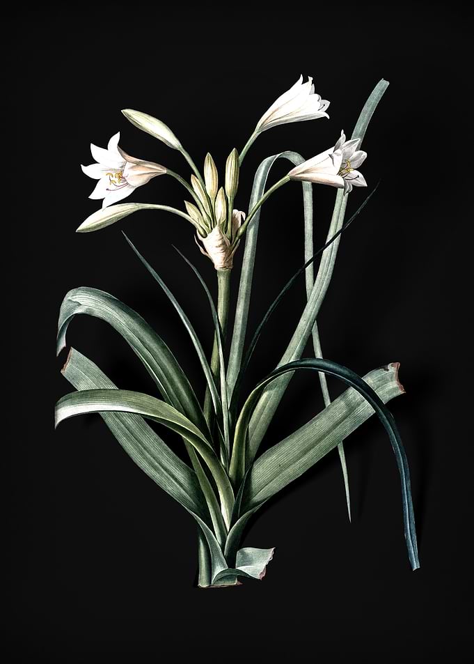 Malgas Lily