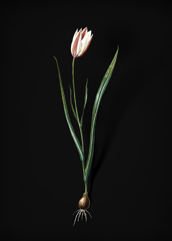 Vintage Lady Tulip