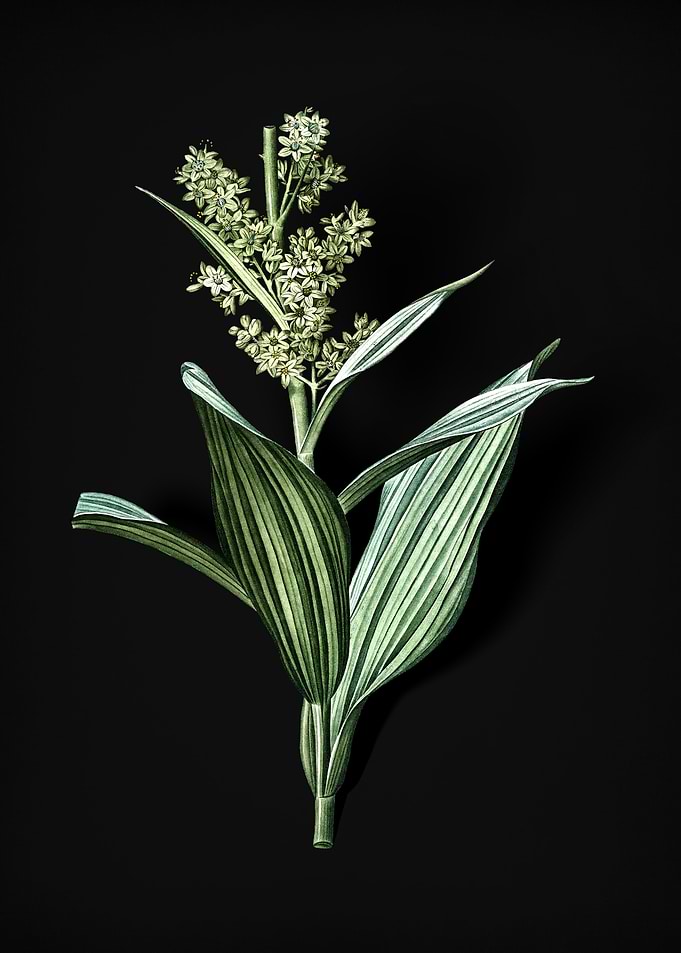 False Helleborine