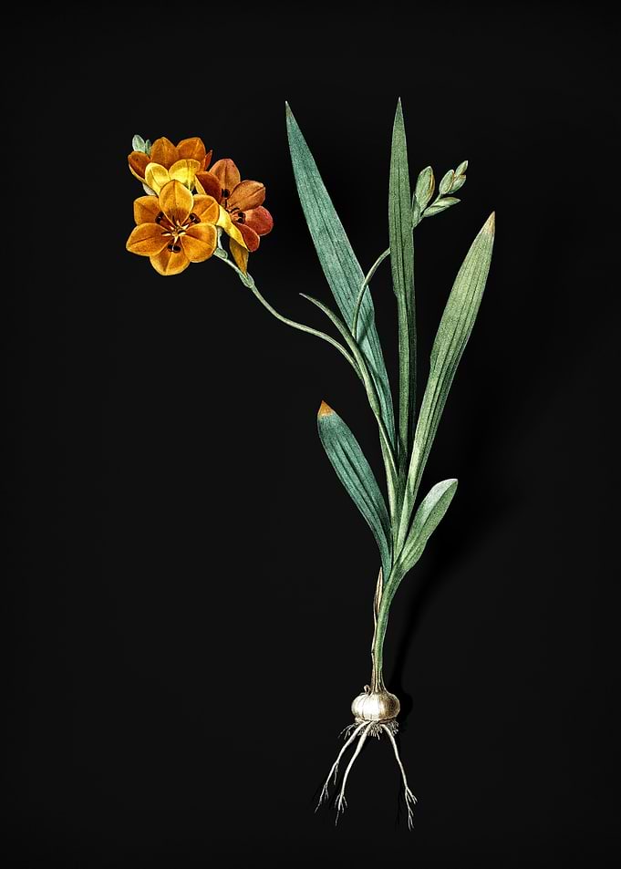 Vintage Ixia Miniata