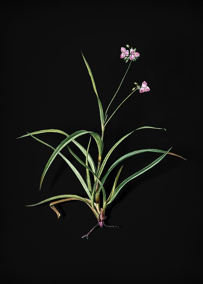 Vintage Spiderwort