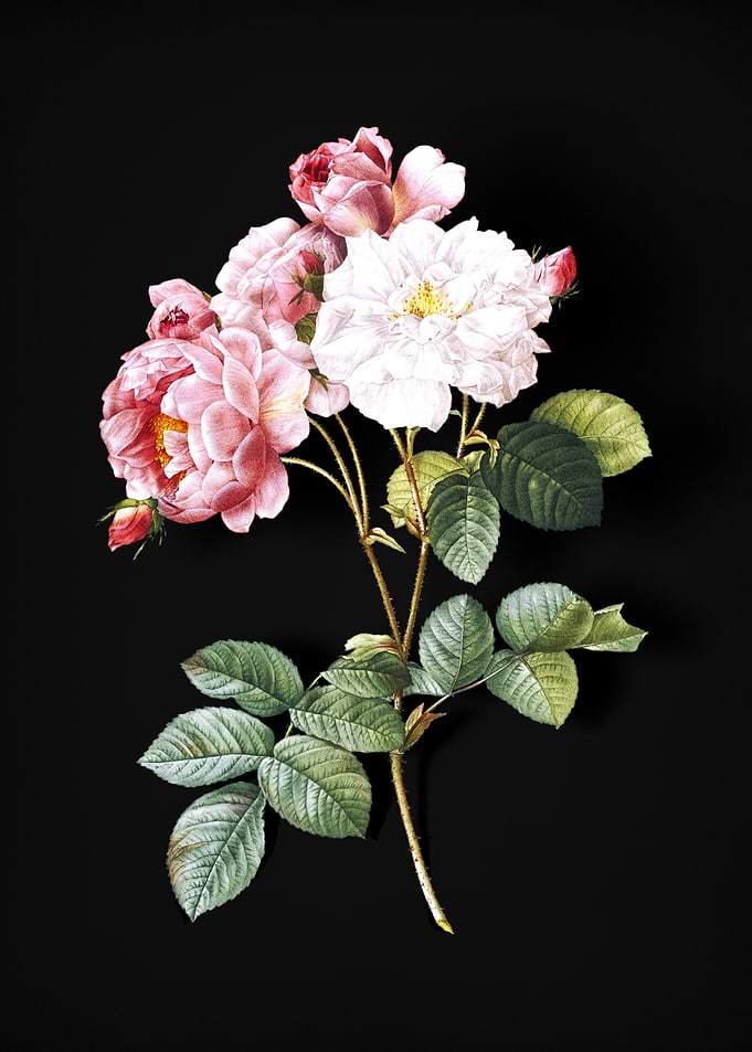 Pink Damask Rose