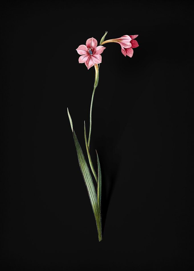 Vintage Sword Lily