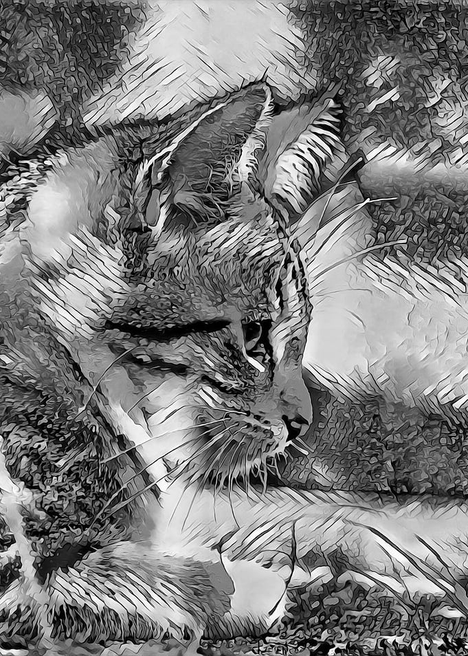 AnimalArtBW Cat 001