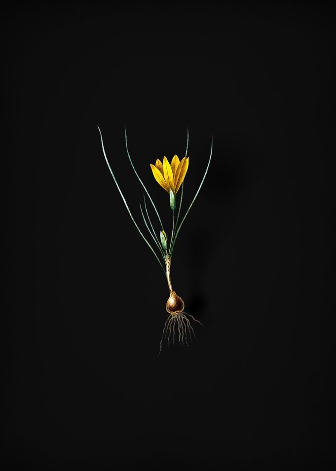 Vintage Ixia Filifolia