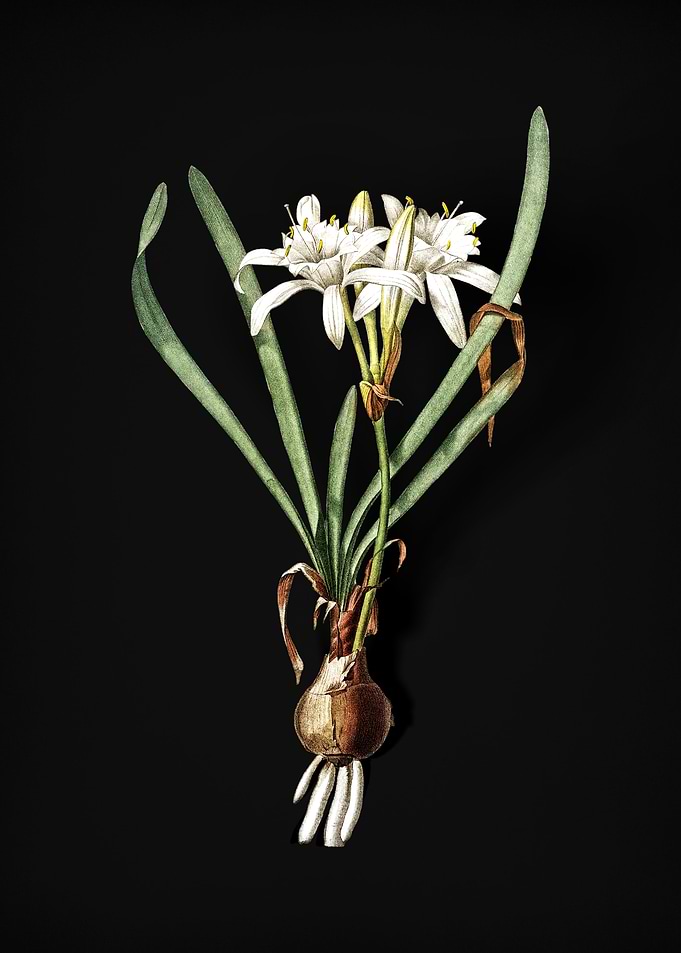 Sea Daffodil