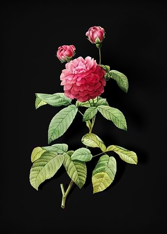 Agatha Rose in Bloom