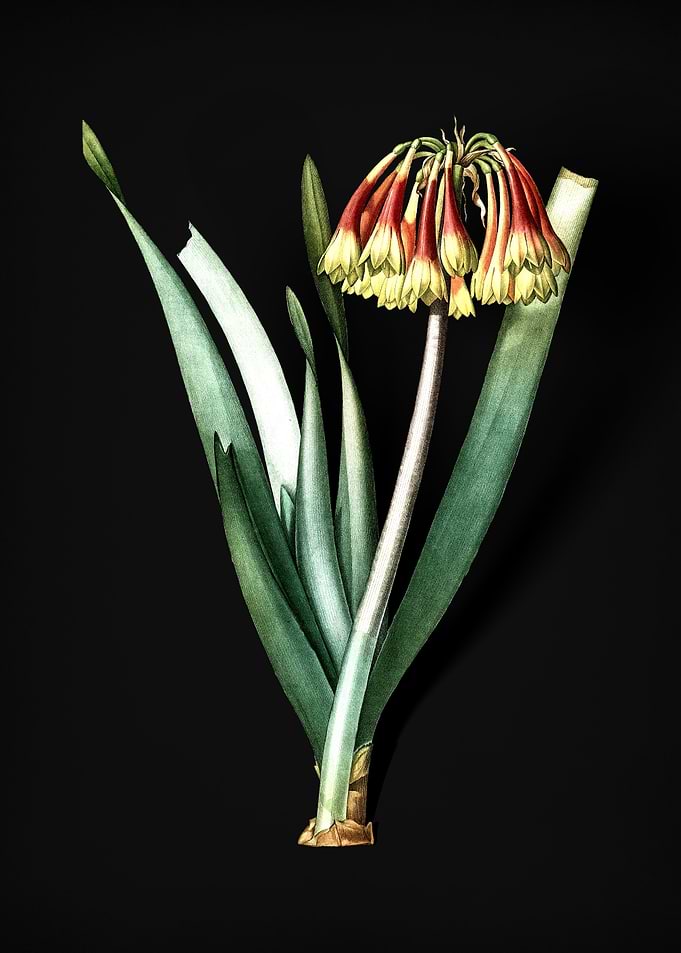 Vintage Knysna Lily