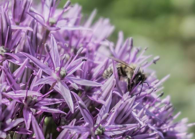 Bee and Honey