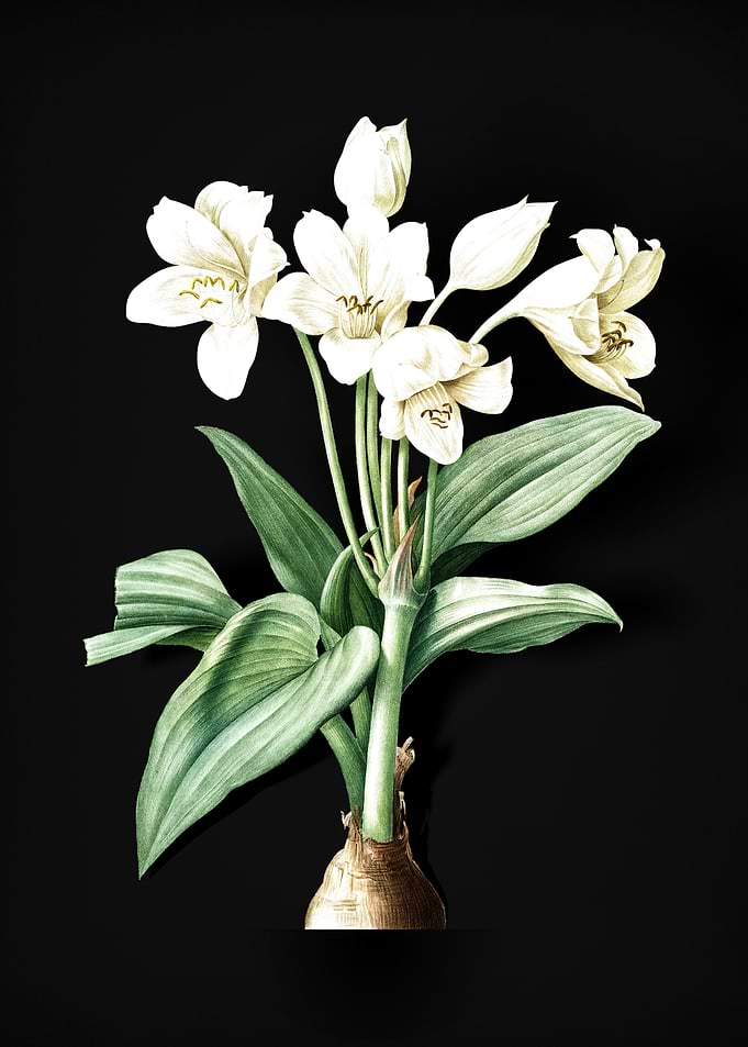Crinum Giganteum